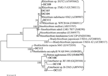 Figure 4. Phylogenetic tree based on the 16S rRNA gene strains of nodule bacteria Onobrychis transcaucasica: (a) Alphapro- 