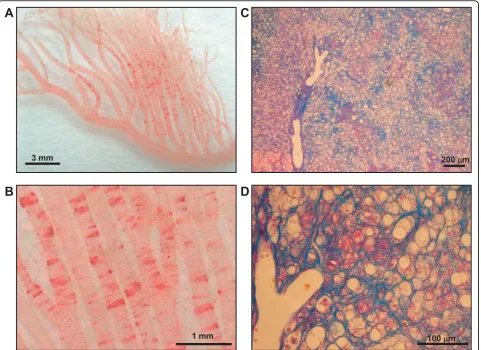 Figure 1 Histopathological hallmarks of ALR fed a high fat and high cholesterol diet. Ten-week-old ALR were fed a high fat and highcholesterol diet for 8 weeks