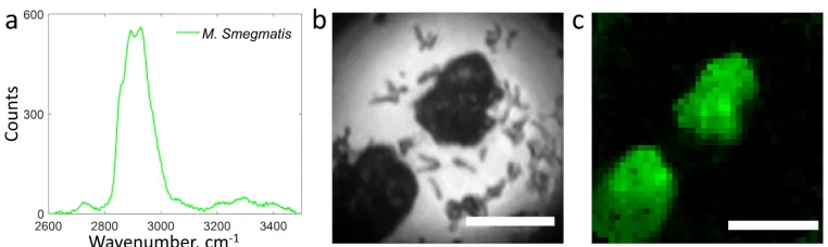 Fig. 3. Raman imaging of M. smegmatis(a) to create a Raman image. Note we presently do not have the sensitivity to observe indi-vidual bacteria