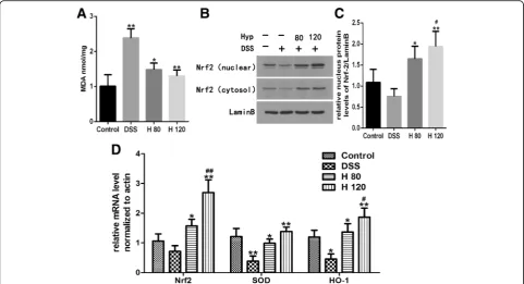 Fig. 6 Hyp reduced colonic levels of MDA and activated Nrf2 pathway.mice treated with DSS and Hyp 80 and 120 mg/kg respectively