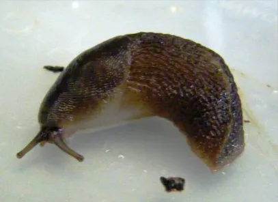 Figure 10: Total number of G. maculosus found under the traps in transects 1-6 at different distances into the forest (October 24, 2011 to January 23, 2012) in Seecon, Cloosh Forest