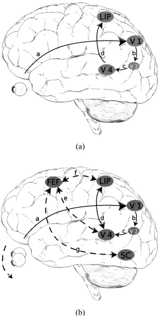Figure 1delay between the stimulus administration and its en-
