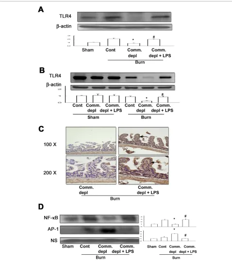 Figure 4 TLR4 ligand increased TLR4 expression and NF-κB DNA binding activity of intestinal mucosa after thermal injurysupplement increased TLR4 immunostaining of intestinal epithelial cells