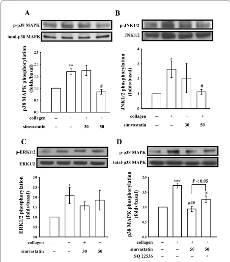 Figure 3 Effects of simvastatin on (A and D) p38 MAPK, (B) JNKs, compared to the control group; and (C) ERKs phosphorylation in activated platelets