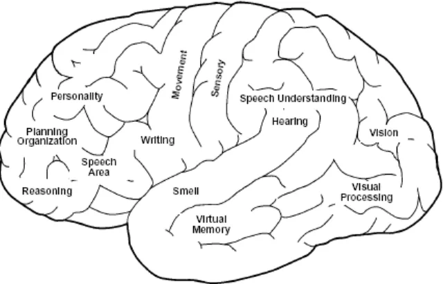 Figure 1.4: Different parts of the brain are responsible for different actions. (taken from epilepsyfoundation.org)
