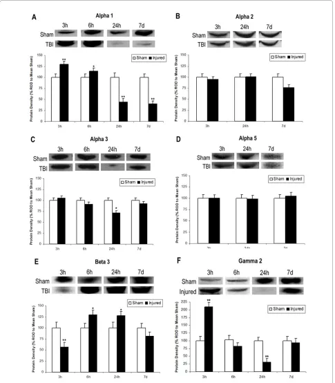 Figure 1 Expression of GABApus 3 h, 6 h, 24 h, or 7 days after TBI. Histograms of protein expression were measured in Relative Optical Density (ROD) proportions normalized against the mean sham OD for each individual blot