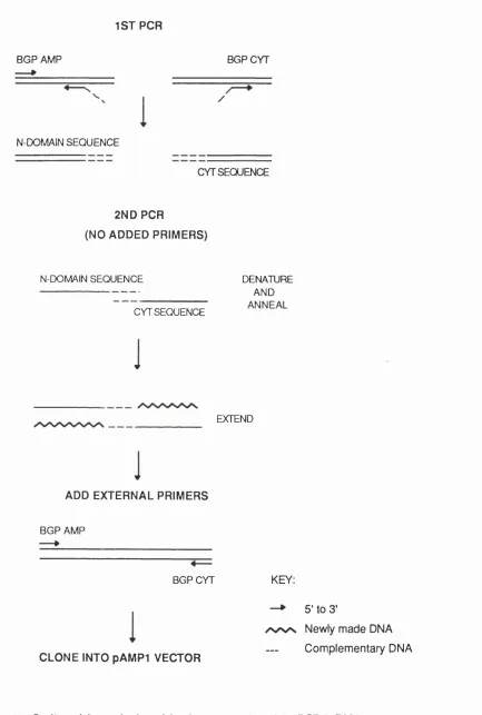 Fig. 2.3 Outline of the method used for the construction of the BGPx' cDNA.