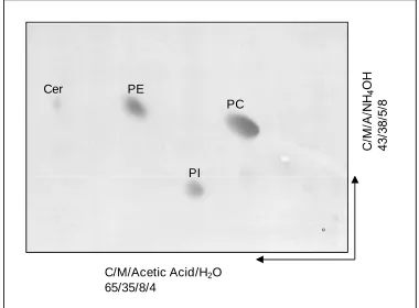 Figure 1. High Performance Thin Layer chromatography (HPTLC) of the lipids extracted from the hepatocytes ER-derived transport vesicles