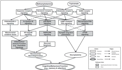 Figure 2 Integrated model of the biological pathways related to TPM treatment for methamphetamine addiction