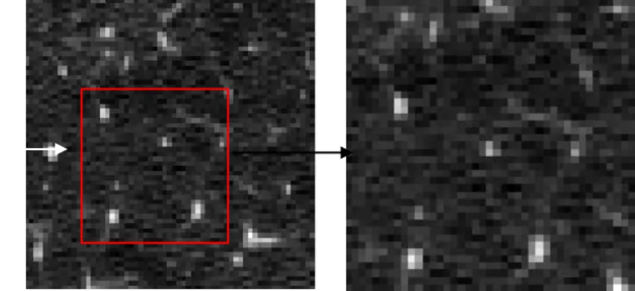 Figure 2: Cropping of lung tissue (patch) (a) top view of lung slice, (b) a patch from the lung slice,  (c) cropped version of patch