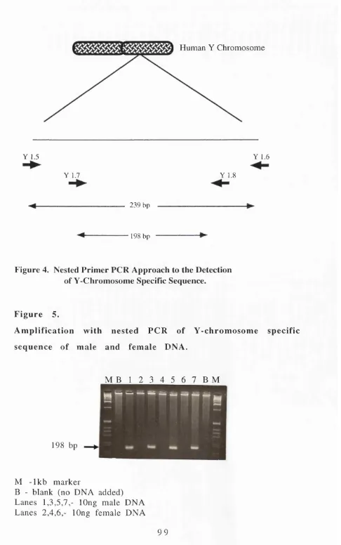 Figure 4. Nested Primer PCR Approach to the Detection 
