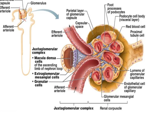FIGURE 1 - GLOMERULUS 
