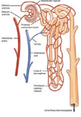 FIGURE 2 – STRUCTURE OF NEPHRON 