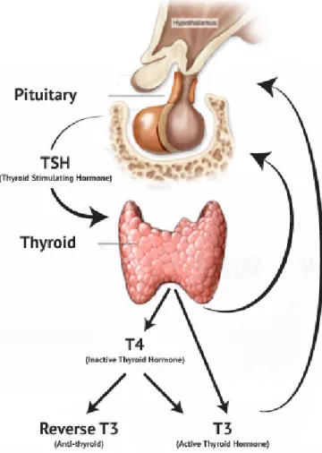 FIGURE 3 – HYPOTHALAMIC PITUITARY AXIS 