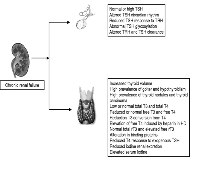 FIGURE -4  : KIDNEY AND THYROID 