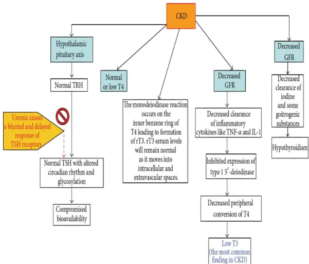 FIGURE 6 - CKD AND THYROID DISORDERS 