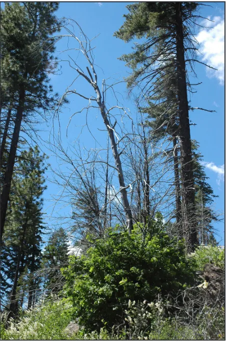 Figure 4.  California black oak sprout clump vol-ume following fire-induced top-kill (complete cambial mortality above root collar) as a response to live overstory basal area (BA) 11 and 12 years after the Storrie Fire