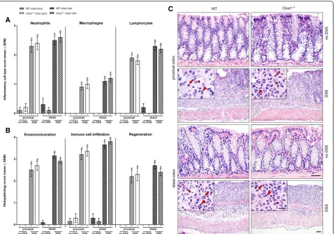 Fig. 2 Similar inflammation and regeneration in Clca1-/- and WT mice during DSS colitis