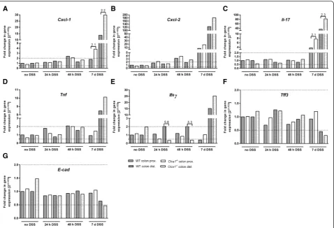 Fig. 3 Increase in Cxcl-1- and Il-17-mRNA expression in Clca1-/- mice during DSS-challenge