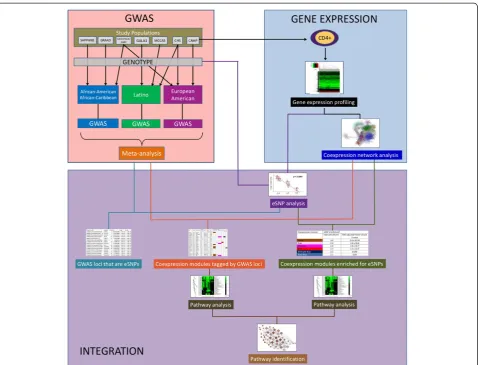 Figure 1 Study flow for the integrated genome-wide association, coexpression network, and expression single nucleotide polymorphismStudy, CSGA = Collaborative Studies on the Genetics of Asthma, SARP = Severe Asthma Research Program, GALA1 = Genetics of Ast