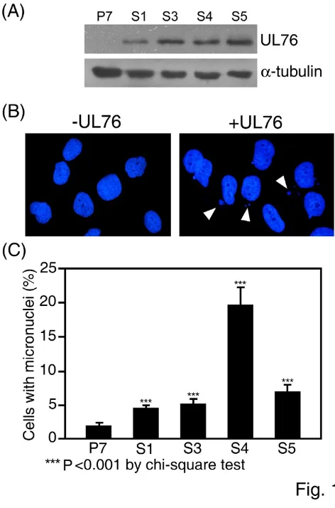 Figure 1glioblastoma (U-373 MG) cellsInduction of micronuclei in HCMV UL76-expressing human Induction of micronuclei in HCMV UL76-expressing human glioblastoma (U-373 MG) cells