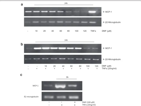 Fig. 2 Analysis of constitutive and TNF-concentrations for 24 h.for 24 h.and performed RT-PCR analyses for MCP-1 andα-induced MCP-1 mRNA expression during the treatment with DMF in HUVECs