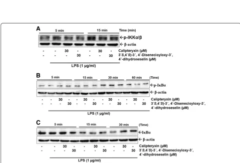 Fig. 5 Effects of calipteryxin and (3expression in transfected-RAW 264.7 macrophages as described inare expressed as the means ± S.D