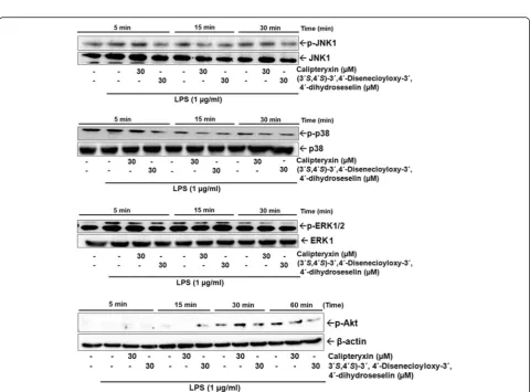 Fig. 7 Effects of calipteryxin and (3’S,4’S)-3’,4’-disenecioyloxy-3’,4’-dihydroseselin on NF-κB-DNA binding activity (a) and p65 (b) protein expression