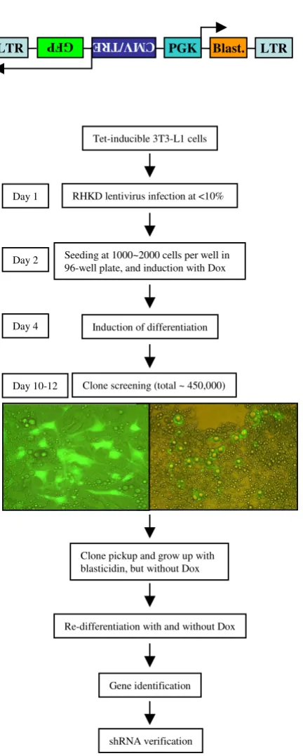 Figure 1Procedures of clone screening after RHKDProcedures of clone screening after RHKD