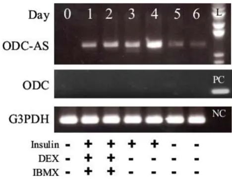 Figure 2RT-PCR analysis of ODC-AS expression in 3T3-L1 cellsRT-PCR analysis of ODC-AS expression in 3T3-L1 cells