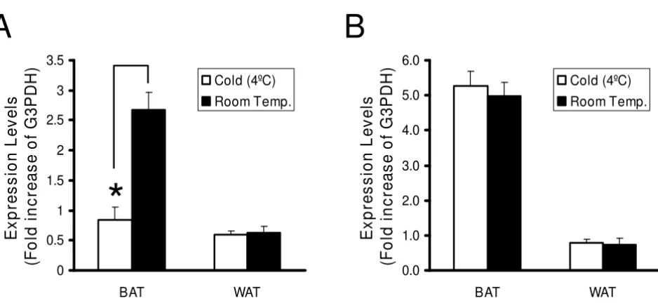 Figure 5ODC and ODC-AS expression in fat tissuesexpression in brown adipose tissue (BAT) and white adipose tissue (WAT) as quantified by real-time PCR and expressed as the fold increase of G3PDH, after 18 hour exposure of mice at 4°C and room temperature