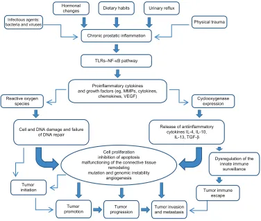 Figure 1 Impact of chronic prostatic inflammation and inflammatory mediators on tumor initiation and progression.Notes: Chronic prostatic inflammation, inflicted by a variety of exposures, determine the activation of the TLR–NF-κB pathway on the inflammato