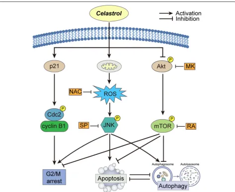 Fig. 9 Proposed mechanism of celastrol-induced apoptosis and autophagy in glioma cells