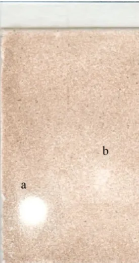 Figure 9. TLC bioautography of a: pyrichalasin H (1); b: pyrichalasin H monoacetate (2) riae