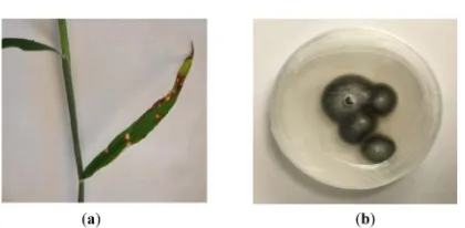 Figure 1. (a) Infected Brachiaria eruciformis leaves showing necrosis; (b): Pyricularia grisea growing on PDB plate