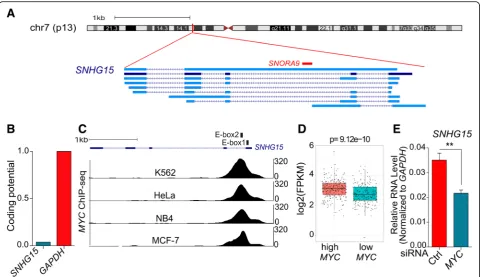 Fig. 2 a Genomic locus of SNHG15 and its different transcript variants annotated in Gencode V29
