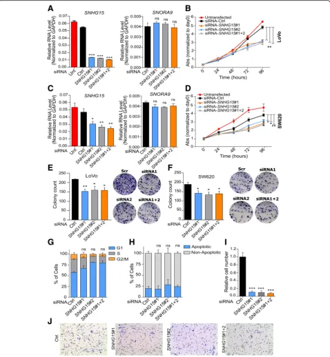 Fig. 3 a SNHG15 and SNORA9 RNA level after knockdown with the two siRNAs separately or in combination in LoVo cells