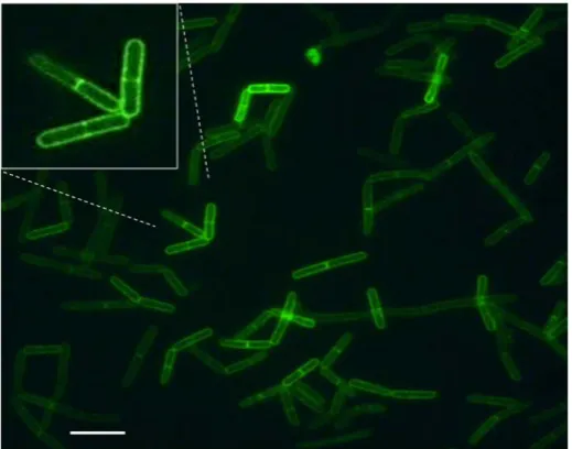 Figure 3. Localization of BA1836-GFP. BA1836-GFP localizes at the cell periphery and septa in stationary phase cells