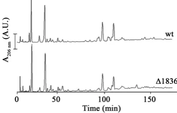 Figure S5. HPLC analysis of muropeptide pattern of PG isolated from 7702 and Δba1836 cells during stationary phase of growth