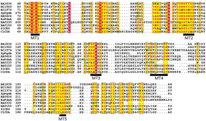 Figure 1. Sequence alignment of NodB domains. Sequence alignment of the NodB do-tilis) tylase ClCDA (C