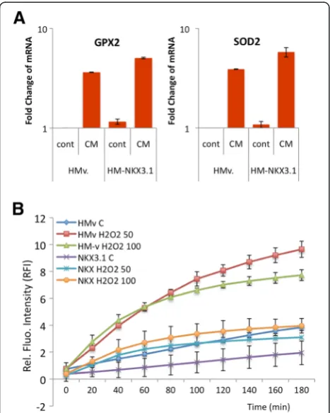 Figure 3 Overexpression of NKX3.1 leads to the suppression ofoxidative stress. A. The CM (250 pg/ml of TNFα for 24 h)-mediatedincrease in GPX2 and SOD2 expression is upregulated upon NKX3.1overexpression in LNCaP cells