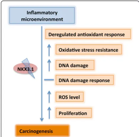 Figure 5 ROS-mediated changes are partially restored uponNKX3.1 expression or LNAC treatment