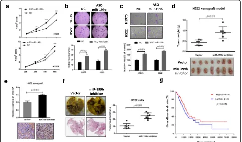 Fig. 2 Inhibition of miR-199b stimulates NSCLC progression.NSCLC cell metastasis in vivo