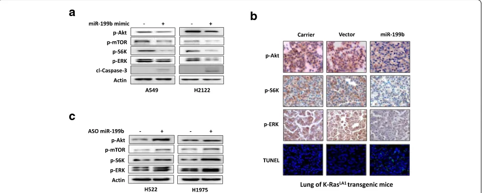 Fig. 5 Overexpression of miR-199b simultaneously suppresses the activation of Akt and ERK signaling pathways both in vitro and in vivo.Ras aOverexpression of miR-199b inhibited Akt and ERK signaling and stimulated apoptosis in A549 and H2122 NSCLC cell lin