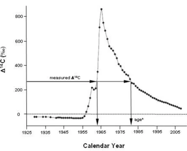 Figure 3Bomb curve used for dating recent biological materials14over long time periods, with the exception that atmospheric nuclear weapons tests in 1955–1963 added significant amounts of Bomb curve used for dating recent biological materials