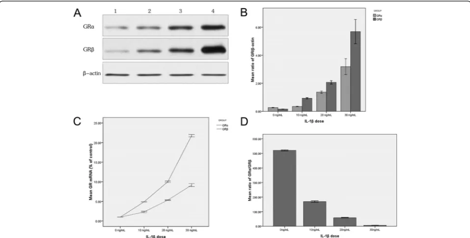 Figure 1 The expression of GR isoforms induced by IL-1with the increase of IL-1increased more significantly than the GR(0 ng/mL)