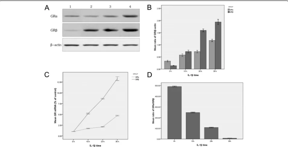 Figure 2 The expression of GR isoforms induced by IL-1blot bands in 2A) ratio of GR isoforms andβ with different time length in vitro