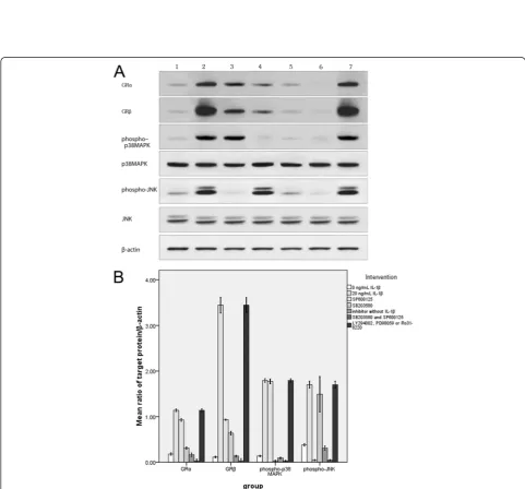 Figure 3 P38 MAPK and JNK expression induced by IL-1β of different doses in vitro. A represents Western blot results of IL-1β-inducedprotein expression