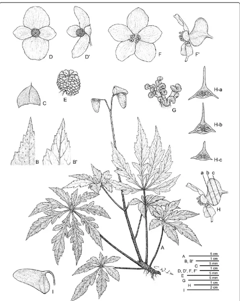 Figure 4 Begonia jinyunensisflower, ventral view; D', Staminate flower, lateral view;stigmas; C.-I Peng, B