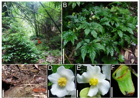 Figure 5 Begonia jinyunensisBflower; C.-I Peng, B. Ding & Q. Wang. A, Habitat (B. jinyunensis indicated by an arrow); B, Habit; C, Rhizome; D, Staminate E, Pistillate flower; F, Capsule